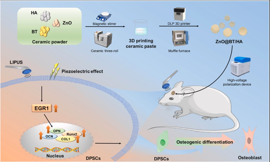 3D-Printed Piezoelectric Ceramic Scaffold: A New Way to Treat Infected Bone Defects