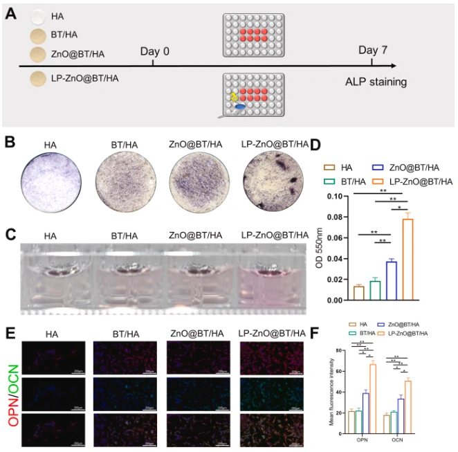 3D-Printed Piezoelectric Ceramic Scaffold: A New Way to Treat Infected Bone Defects