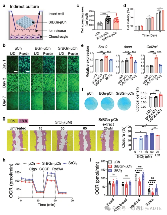 3D-Printed Scaffolds Accelerate Cartilage Defect Repair