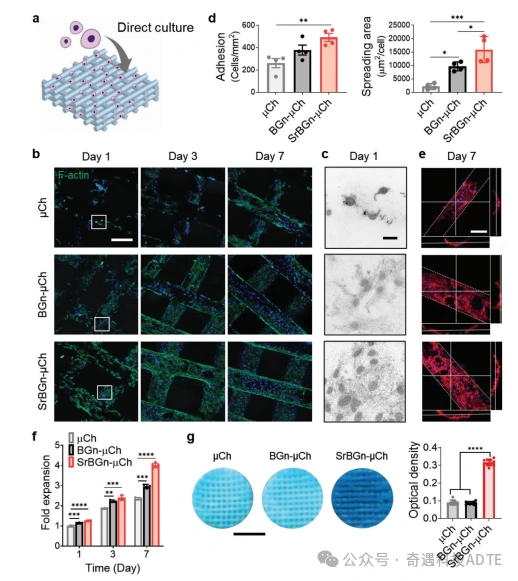 3D-Printed Scaffolds Accelerate Cartilage Defect Repair