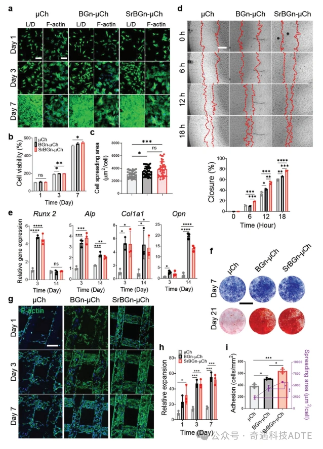 3D-Printed Scaffolds Accelerate Cartilage Defect Repair