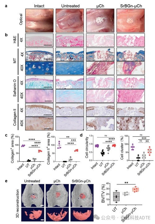 3D-Printed Scaffolds Accelerate Cartilage Defect Repair