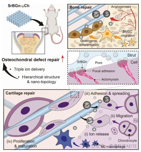 3D-Printed Scaffolds Accelerate Cartilage Defect Repair