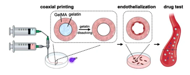 Advances In Bio Resin 3D Printing For Tissue Engineering And Regenerative Medicine
