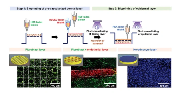 Advances In Bio Resin 3D Printing For Tissue Engineering And Regenerative Medicine