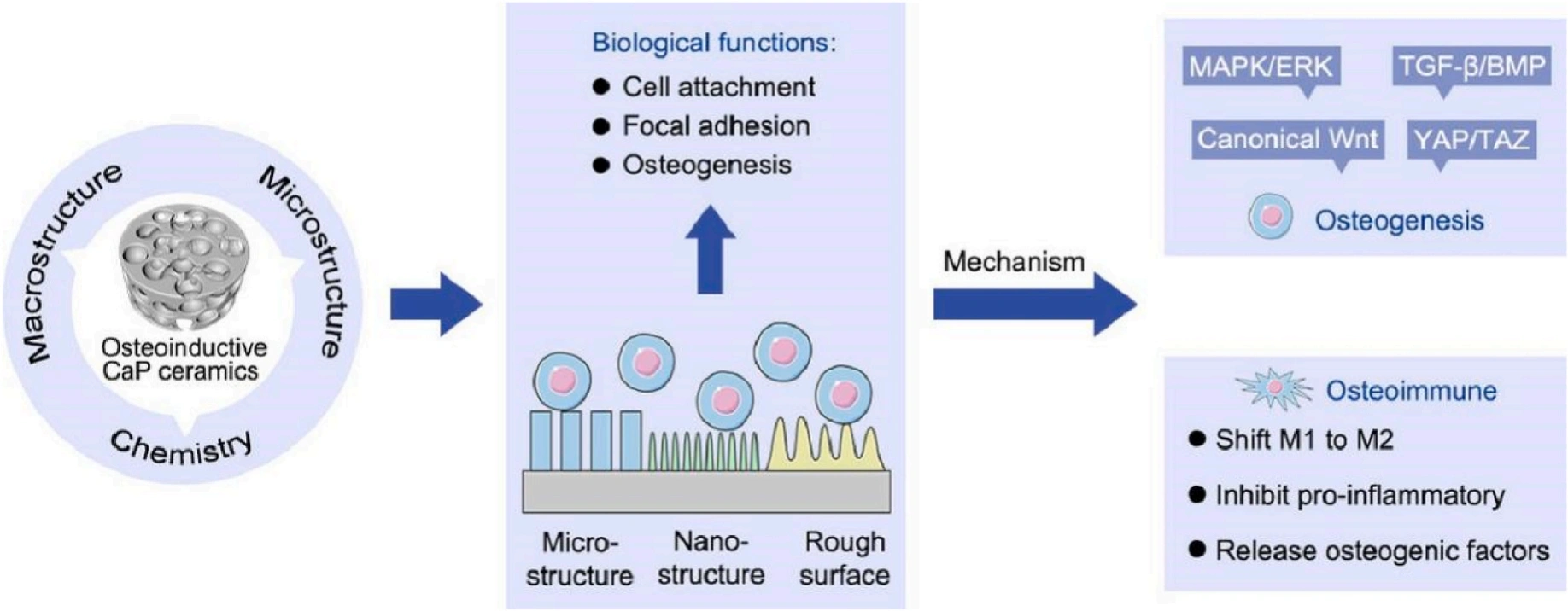 Application and progress of 3D printed bioceramic scaffold in bone tissue repair and immune regulation