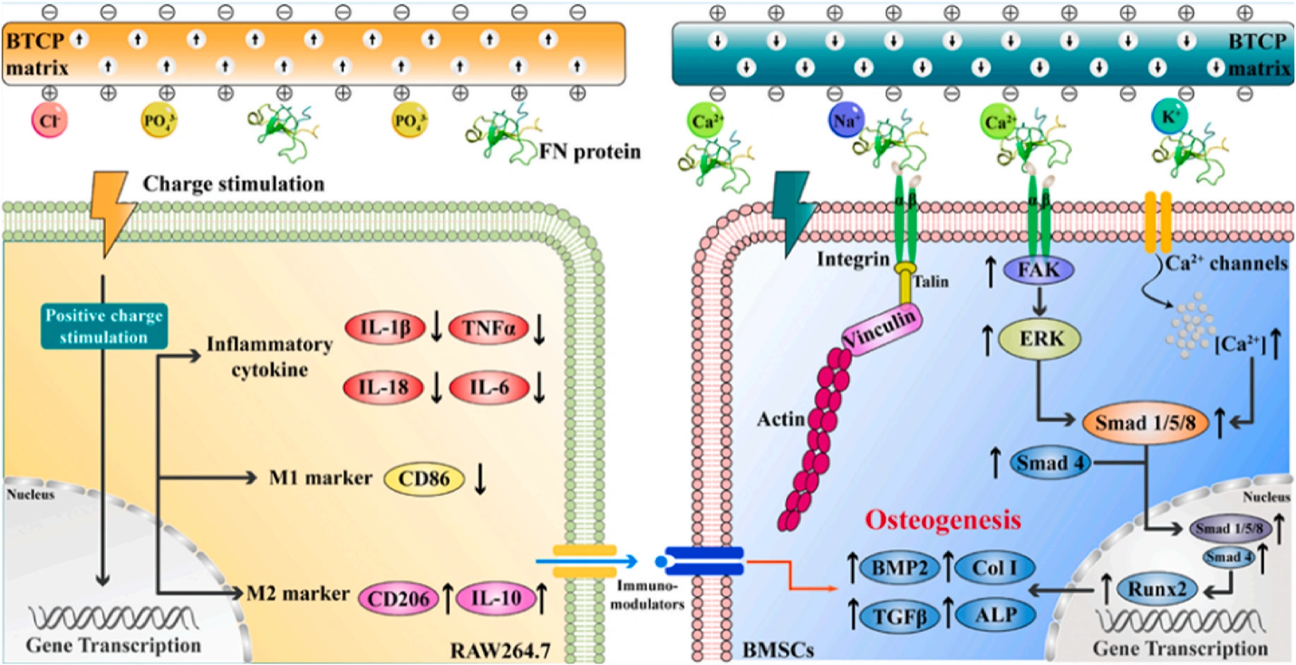 Application and progress of 3D printed bioceramic scaffold in bone tissue repair and immune regulation