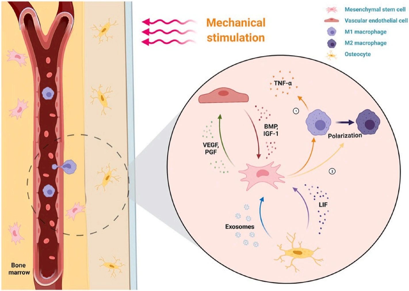 Application and progress of 3D printed bioceramic scaffold in bone tissue repair and immune regulation