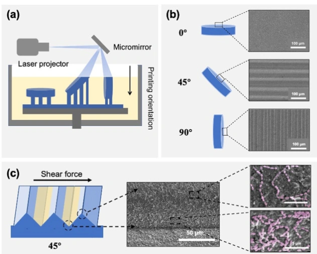 DLP Ceramic 3D Printing: Evaluation Of Microbial Adhesion On Zirconia Surfaces