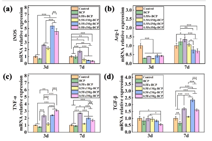 Effect of Fe-Mg Co-Doping on the Comprehensive Properties of 3D-Printed Biphasic Calcium Phosphate Ceramics