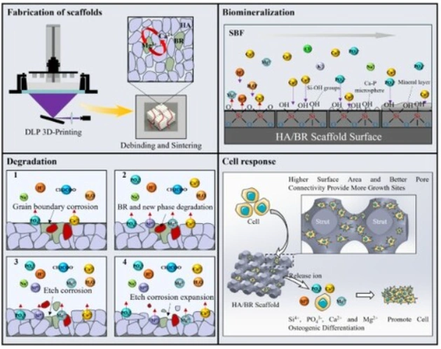 Industry Dynamics丨Research on Ion Modification and Performance Optimization of DLP Photocured Ceramics 3D Printed HA Stent