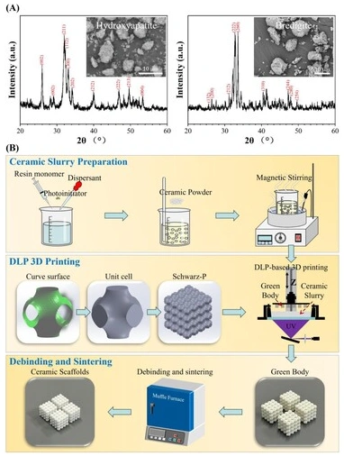 Industry Dynamics丨Research on Ion Modification and Performance Optimization of DLP Photocured Ceramics 3D Printed HA Stent