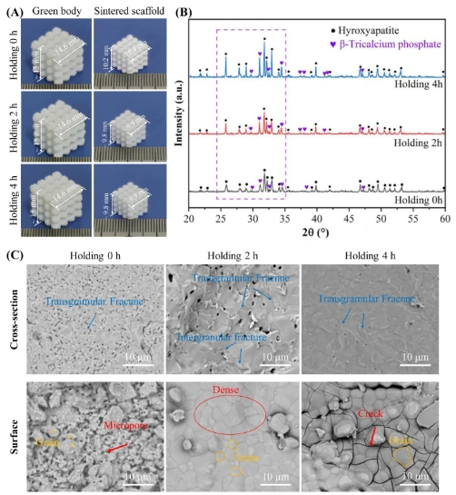 Industry Dynamics丨Research on Ion Modification and Performance Optimization of DLP Photocured Ceramics 3D Printed HA Stent