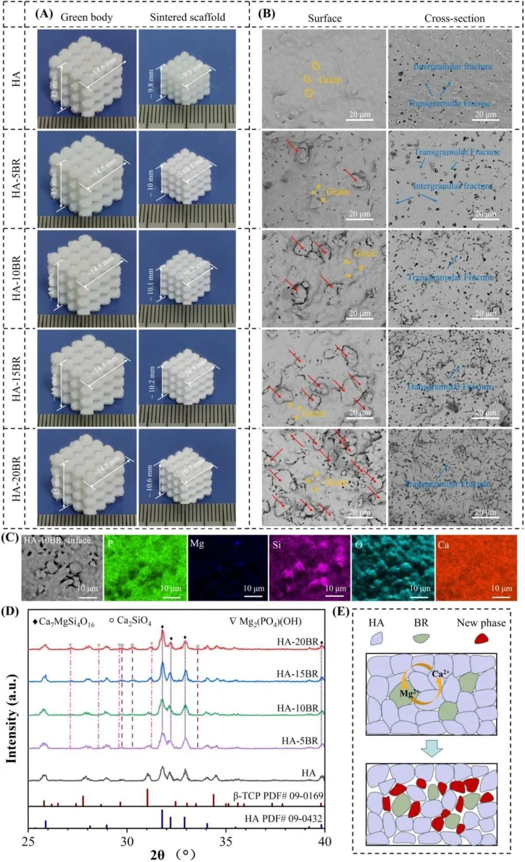 Industry Dynamics丨Research on Ion Modification and Performance Optimization of DLP Photocured Ceramics 3D Printed HA Stent