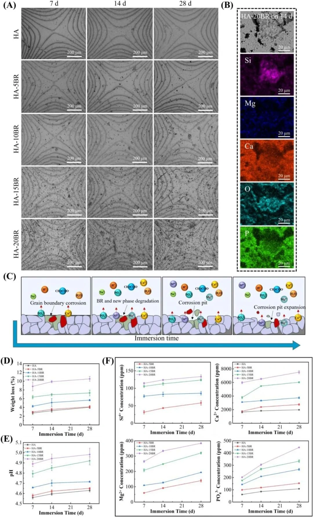 Industry Dynamics丨Research on Ion Modification and Performance Optimization of DLP Photocured Ceramics 3D Printed HA Stent