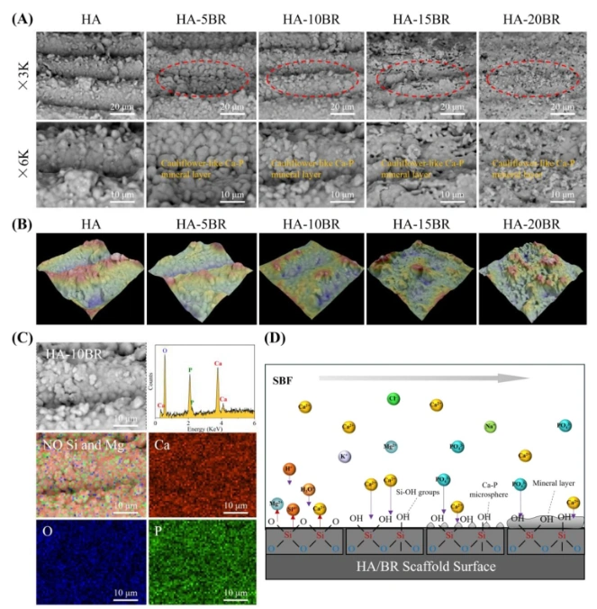 Industry Dynamics丨Research on Ion Modification and Performance Optimization of DLP Photocured Ceramics 3D Printed HA Stent