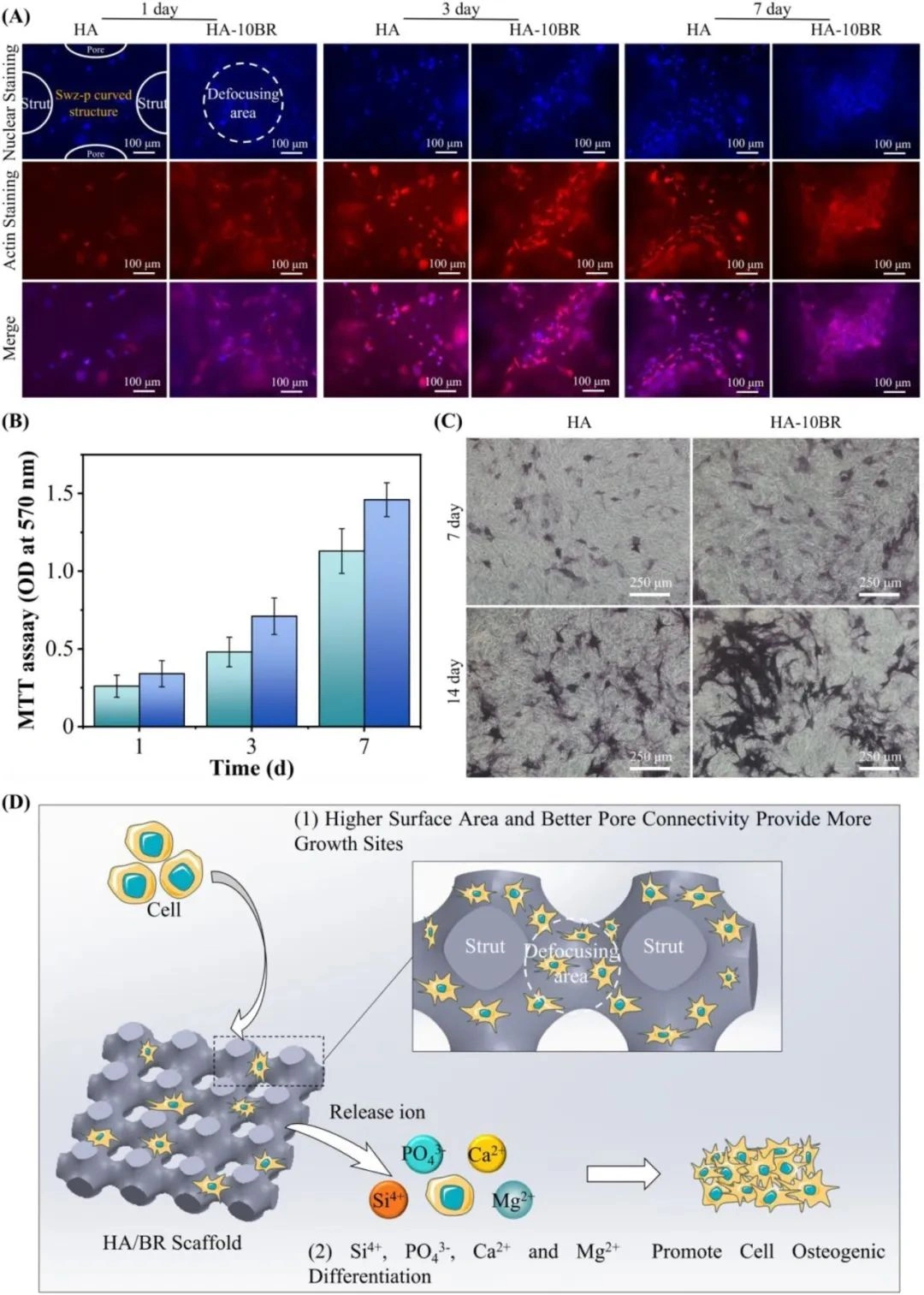 Industry Dynamics丨Research on Ion Modification and Performance Optimization of DLP Photocured Ceramics 3D Printed HA Stent
