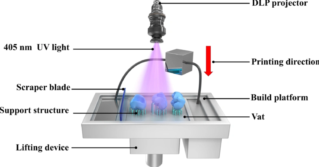 Industry Dynamics丨The influence of build angle and layer thickness on the accuracy of DLP ceramic 3D printed zirconia crowns