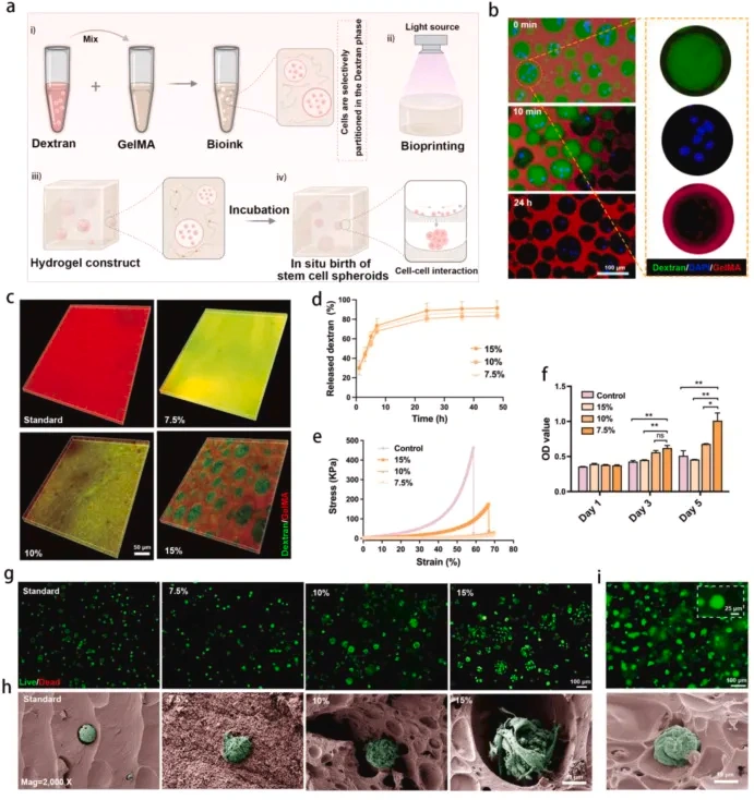 Industry Insights | Light-Cured DLP 3D Printing of High-Performance Hydrogel: Achieving In Situ Generation of Stem Cell Spheres