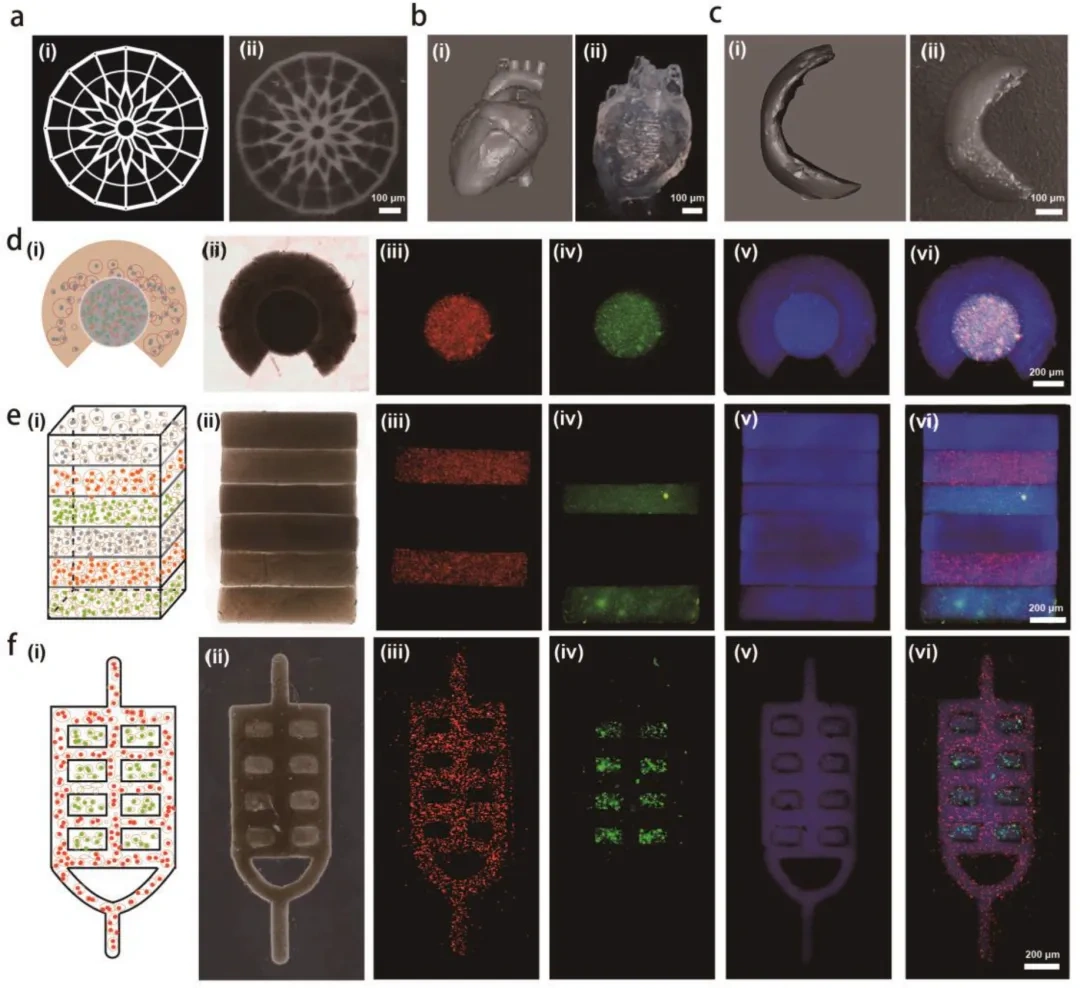 Industry Insights | Light-Cured DLP 3D Printing of High-Performance Hydrogel: Achieving In Situ Generation of Stem Cell Spheres