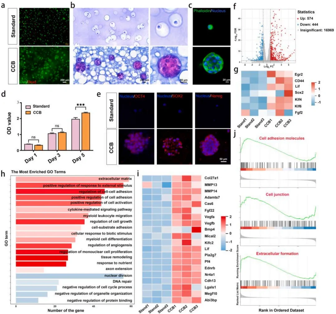 Industry Insights | Light-Cured DLP 3D Printing of High-Performance Hydrogel: Achieving In Situ Generation of Stem Cell Spheres