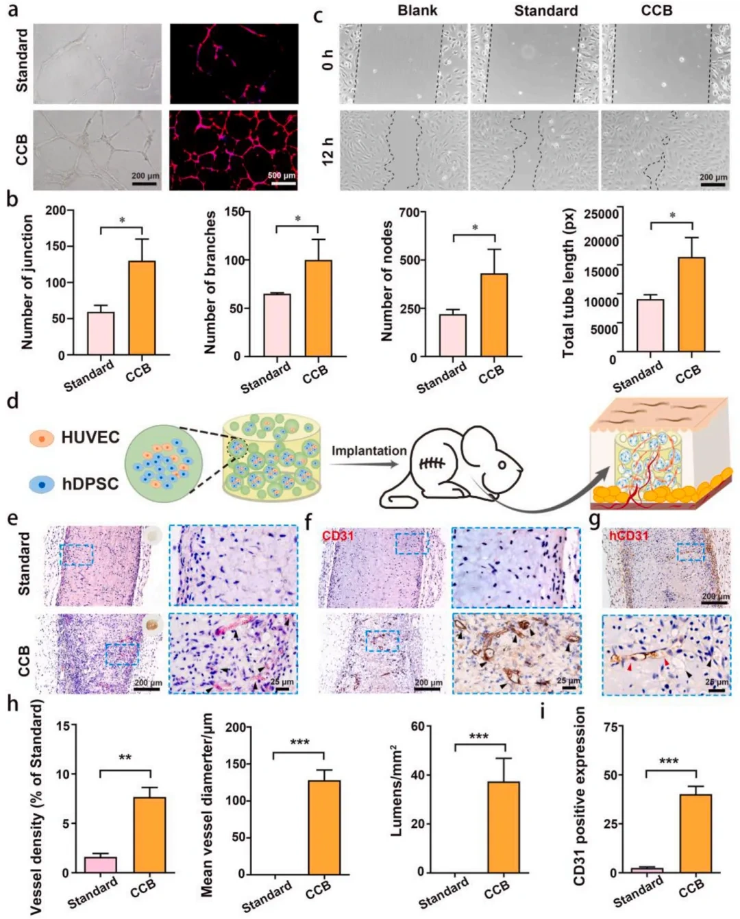 Industry Insights | Light-Cured DLP 3D Printing of High-Performance Hydrogel: Achieving In Situ Generation of Stem Cell Spheres
