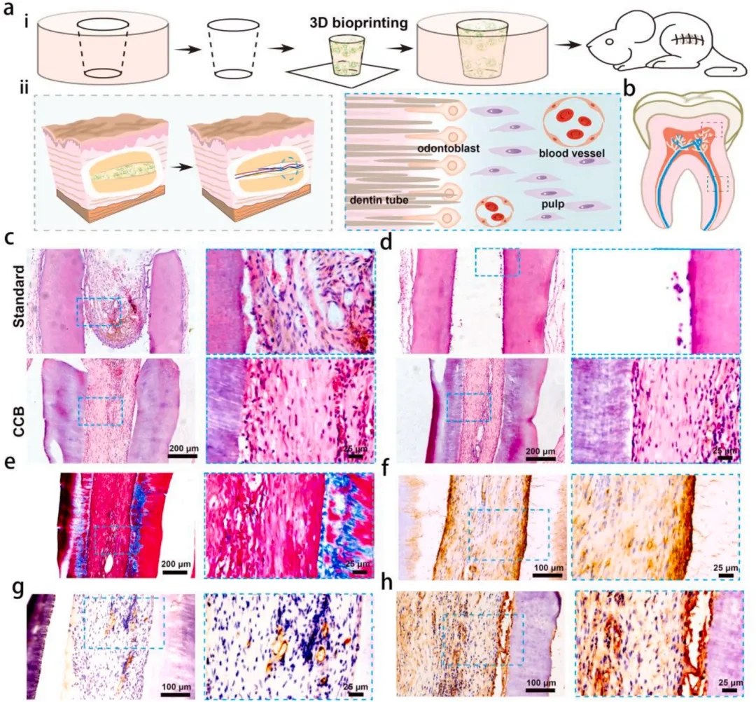 Industry Insights | Light-Cured DLP 3D Printing of High-Performance Hydrogel: Achieving In Situ Generation of Stem Cell Spheres