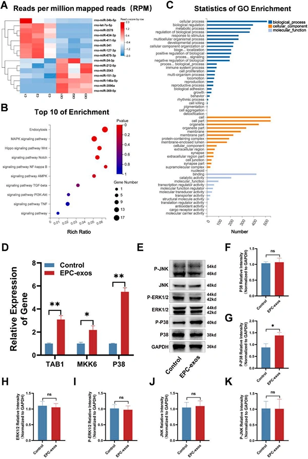 New in the industry. Exosomes give light-curable 3D printed 45S5 ceramic scaffolds to enhance angiogenesis-bone coupling to accelerate bone regeneration.