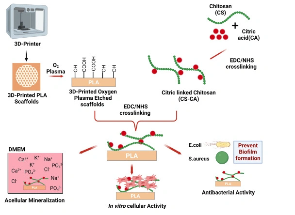 Osteogenic Citric Acid-Chitosan Coating on 3D-printed PLA Scaffolds for Infection Prevention