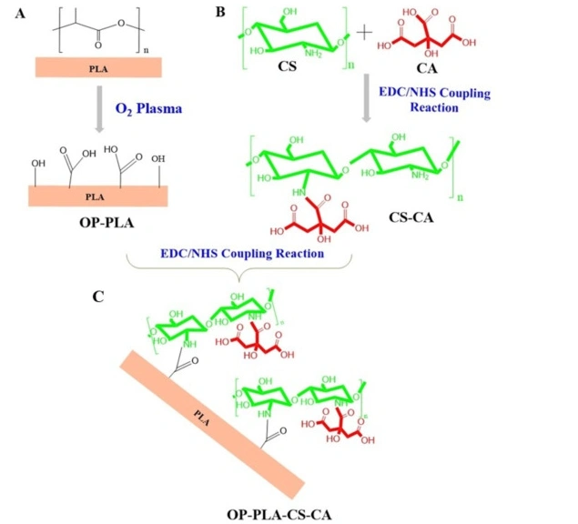 Osteogenic Citric Acid-Chitosan Coating on 3D-printed PLA Scaffolds for Infection Prevention