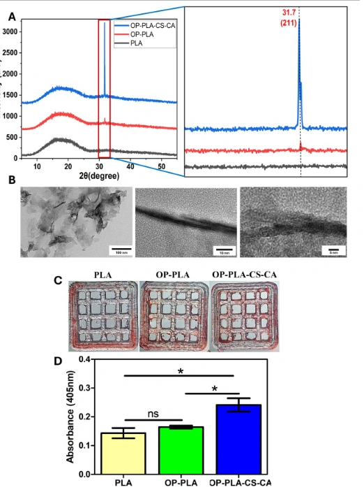 Osteogenic Citric Acid-Chitosan Coating on 3D-printed PLA Scaffolds for Infection Prevention
