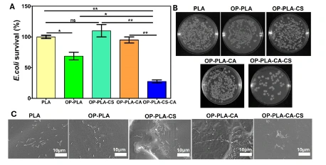Osteogenic Citric Acid-Chitosan Coating on 3D-printed PLA Scaffolds for Infection Prevention