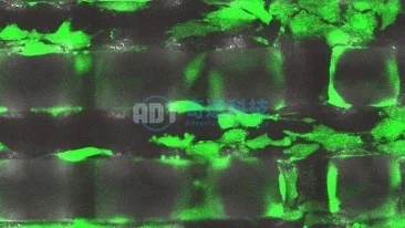 Live Cell Biological Tissue